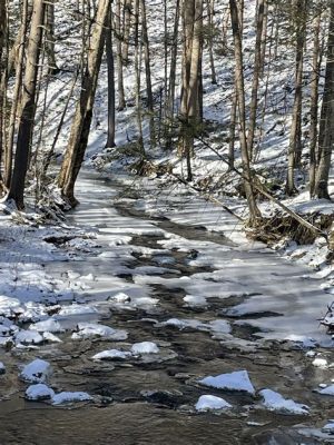  Zenspirations: Un Viaggio Profondo Attraverso la Bellezza del Mondo Naturale